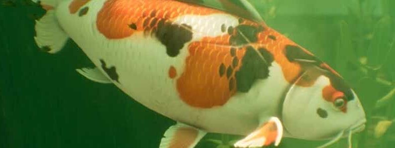 grounded koi fish