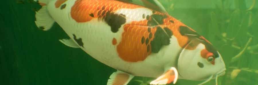 Grounded Koi Armor | Where To Find & Craft