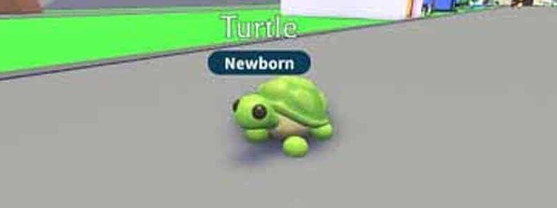 turtle adopt me cover 1