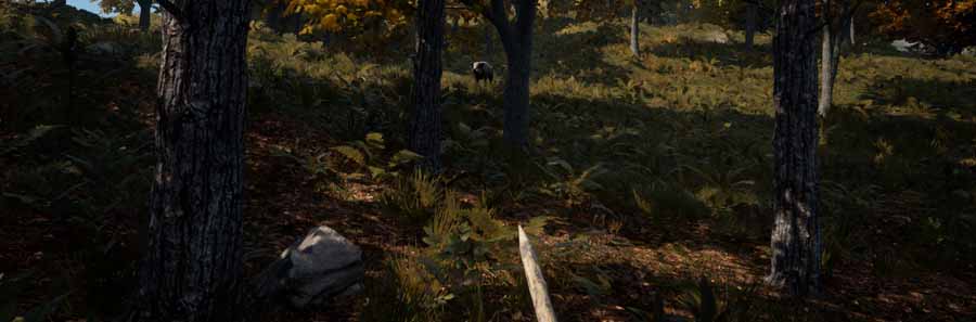 Medieval Dynasty: Boar | Where To Find