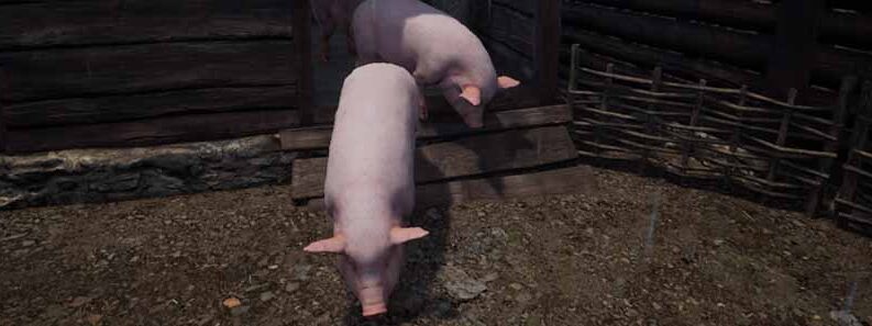 pig location medieval dynasty