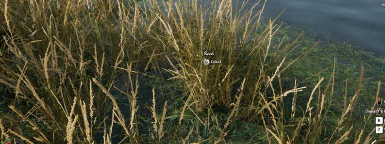 reeds medieval dynasty cover