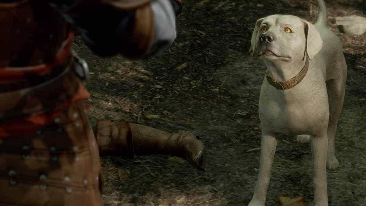 How to Get Dog Pet In Baldur’s Gate 3