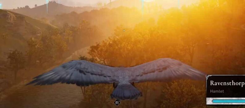 pigeon as your pet valhala