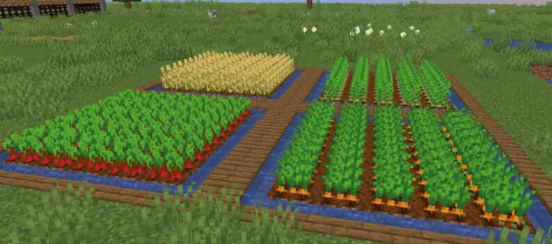 carrots minecraft