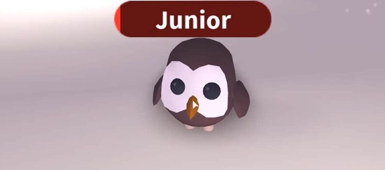 adopt me how much is an owl worth