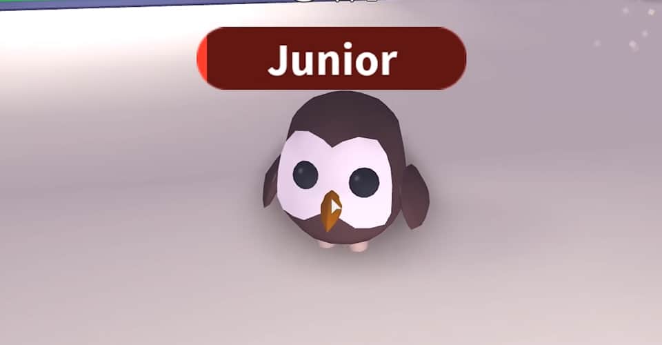 Adopt Me: How Much is an Owl Worth