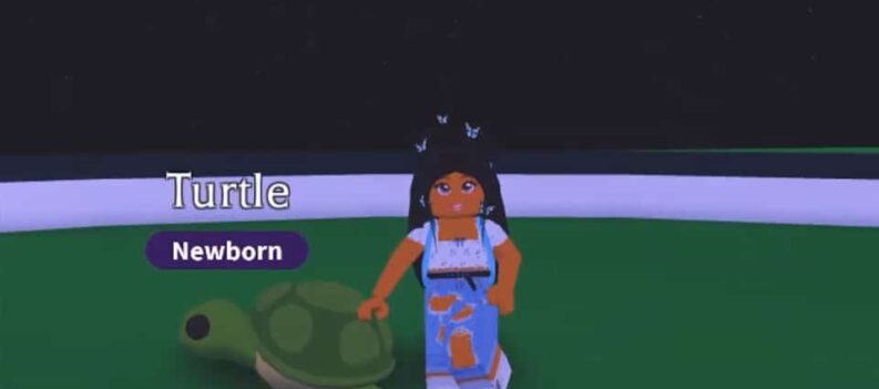 how much is a turtle worth adopt me