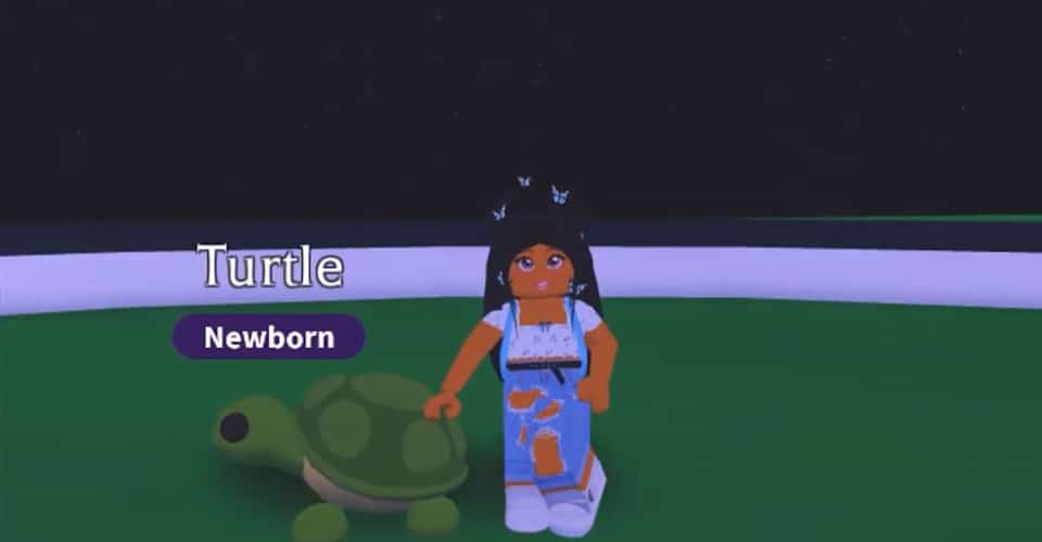 Adopt Me: How Much is a Turtle Worth