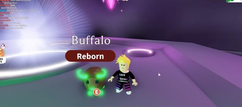 how rare is the buffalo pet adopt me